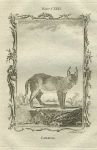 Caracal, after Buffon, 1785