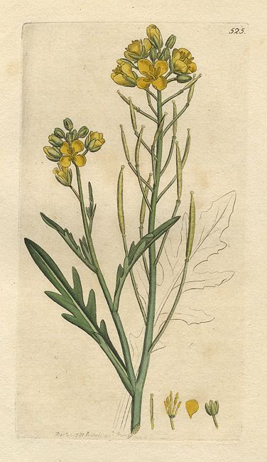 Wall Rocket (Sisymbrium tenuifolium), Sowerby, 1798