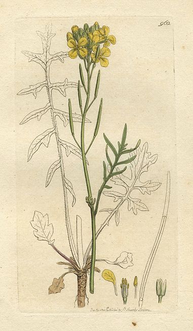 Dwarf Sea Rocket (Sisymbrium monense), Sowerby, 1801