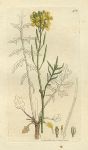 Dwarf Sea Rocket (Sisymbrium monense), Sowerby, 1801