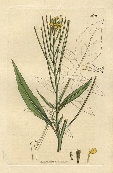 London Rocket (Sisymbrium Irio), Sowerby, 1806