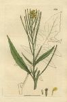 London Rocket (Sisymbrium Irio), Sowerby, 1806