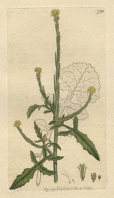 Common Hedge-mustard (Erysimum officinale), Sowerby, 1800