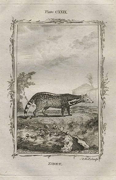 Zibet (civet), after Buffon, 1785