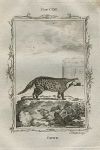 Civet, after Buffon, 1785