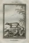 French Genet, after Buffon, 1785