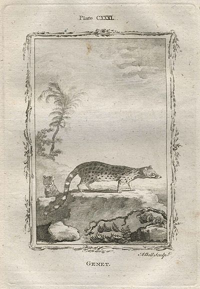 Genet, after Buffon, 1785