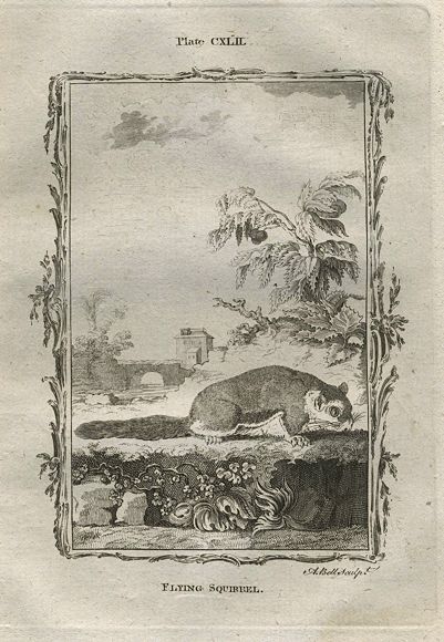 Flying Squirrel, after Buffon, 1785