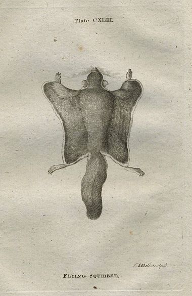 Flying Squirrel, after Buffon, 1785