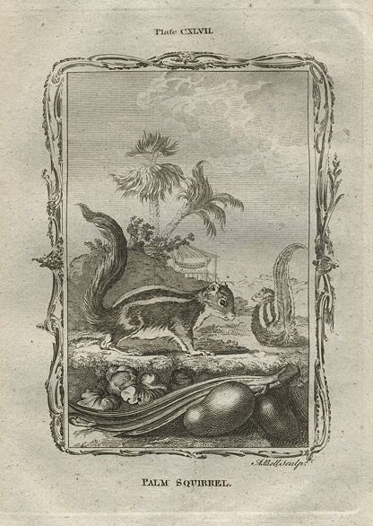 Palm Squirrel, after Buffon, 1785