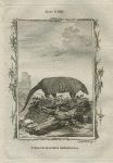 Twelve-Banded Armadillo, after Buffon, 1785