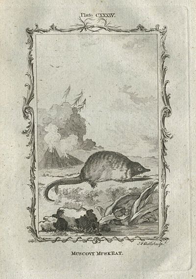 Muscovy Muskrat, after Buffon, 1785