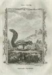 Barbary Squirrel, after Buffon, 1785