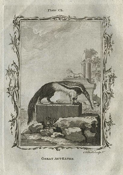 Great Anteater, after Buffon, 1785