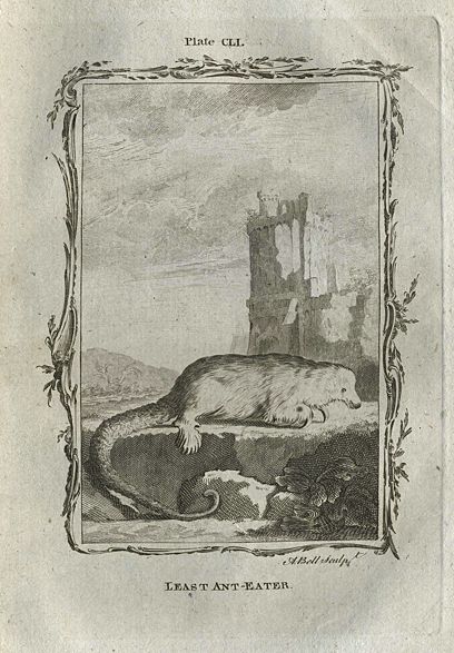 Least Anteater, after Buffon, 1785