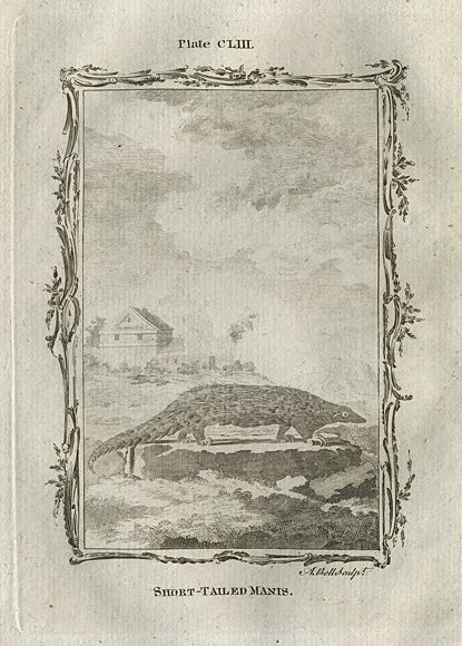 Short-Tailed Manis (pangolin), after Buffon, 1785