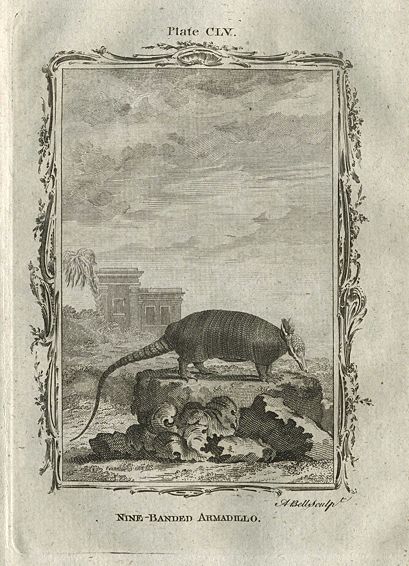 Nine-Banded Armadillo, after Buffon, 1785