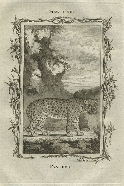 Panther, after Buffon, 1785