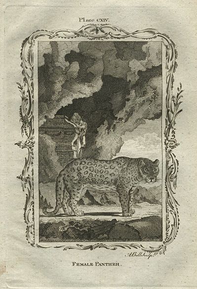 Female Panther, after Buffon, 1785