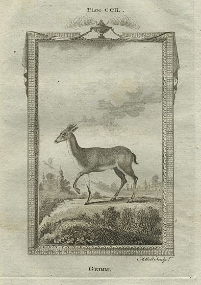 Grimm (Guinea antelope), after Buffon, 1785