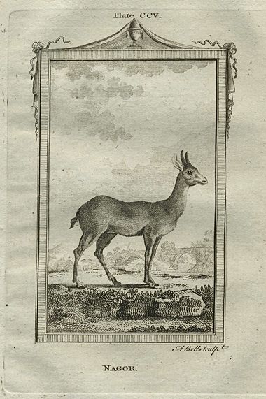 Nagor (antelope), after Buffon, 1785