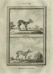 Memina & Memina of Ceylon, after Buffon, 1785