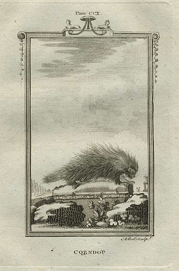 Coendou (porcupine), after Buffon, 1785