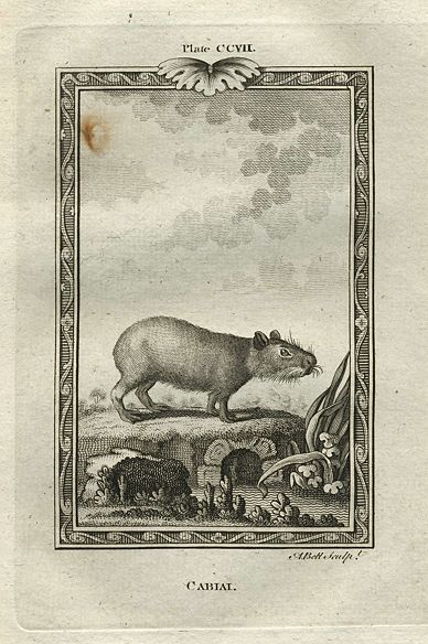 Cabiai (capybara), after Buffon, 1785