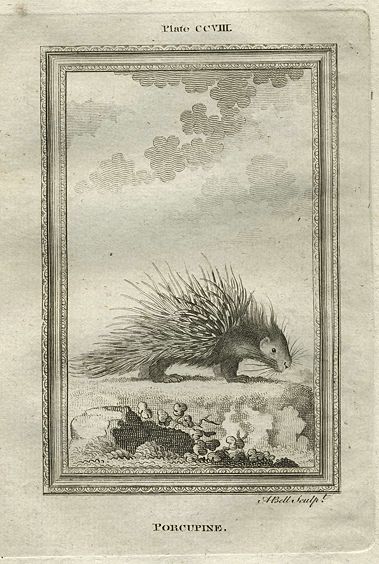 Porcupine, after Buffon, 1785