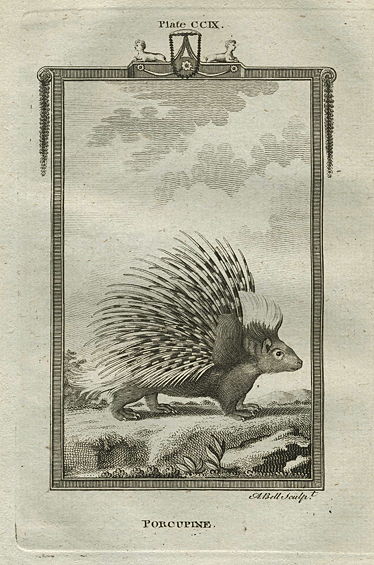 Porcupine, after Buffon, 1785