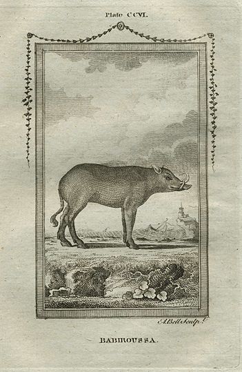 Babiroussa (Indian hog), after Buffon, 1785