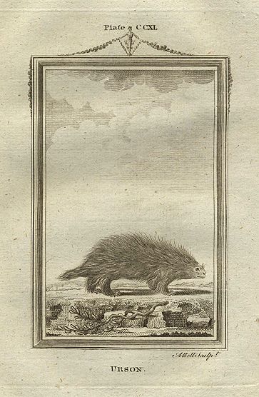 Urson (American Porcupine), after Buffon, 1785