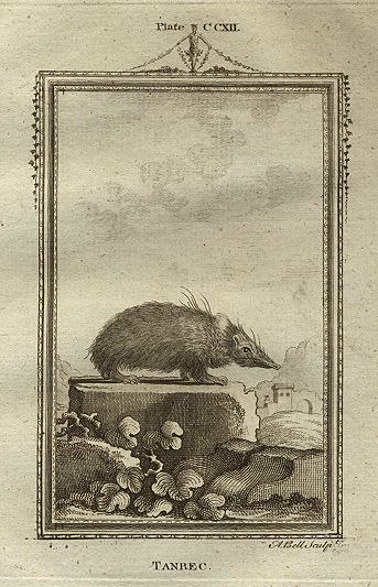 Tenrec, after Buffon, 1785