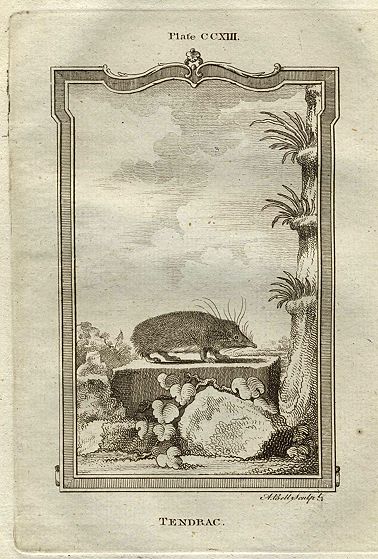 Tendrac, after Buffon, 1785