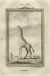 Giraffe, after Buffon, 1785