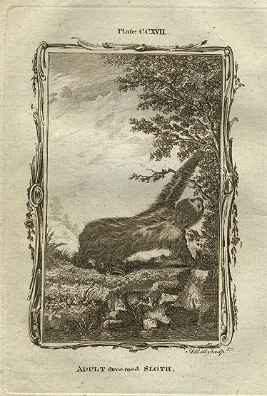 Adult Three-Toed Sloth, after Buffon, 1785