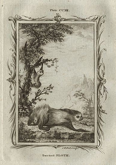 Two-Toed Sloth, after Buffon, 1785