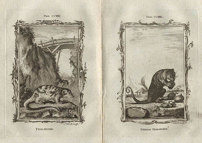 Phalanger (male and female), after Buffon, 1785