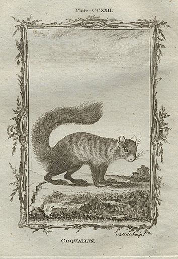 Coquallin (squirrel type animal), after Buffon, 1785