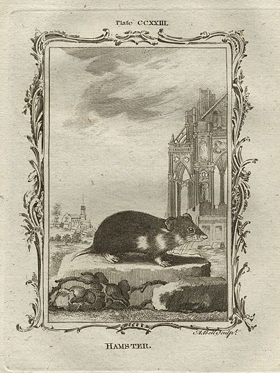 Hamster, after Buffon, 1785