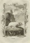 Bobak marmot, after Buffon, 1785