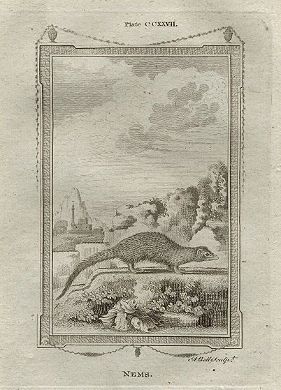 Nems (type of mongoose), after Buffon, 1785