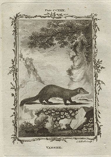 Vansire (Madagascar & Africa), after Buffon, 1785