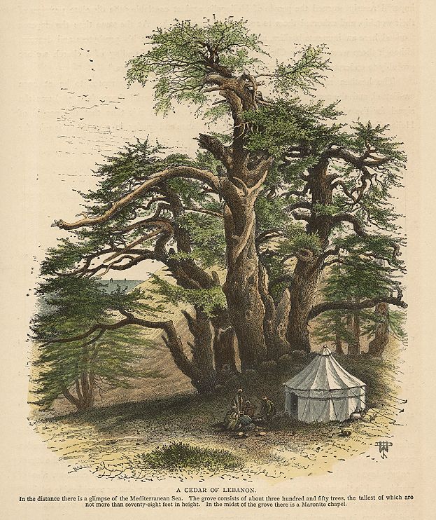 Lebanon, Cedar and tent, 1875