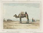 Arabia, camel, 1847
