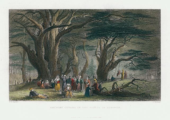 Lebanon, Ancient Cedars in the Forest of Lebanon, 1837