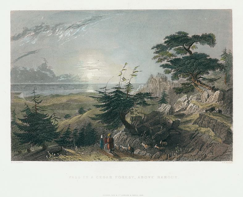 Lebanon, Cedar Forest above Barouk, 1837