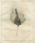 Egyptian Wheat, 1800