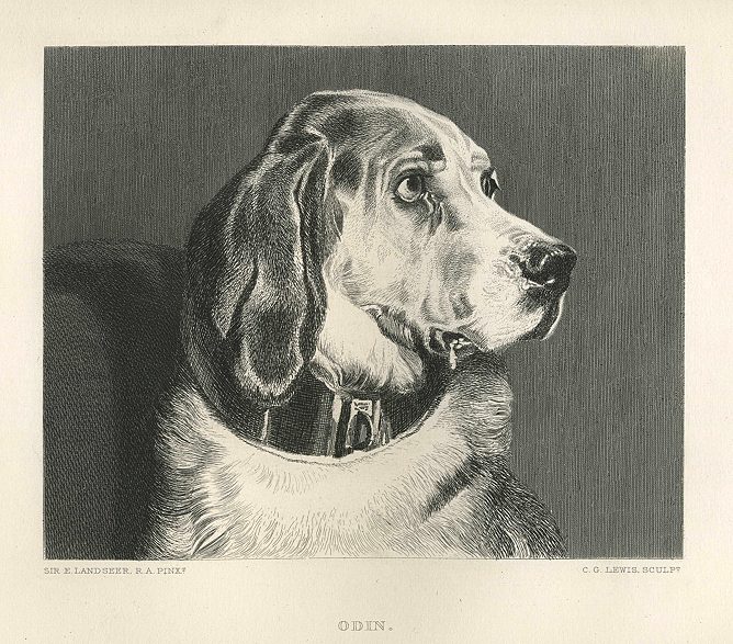 Odin (Retriever), 1879