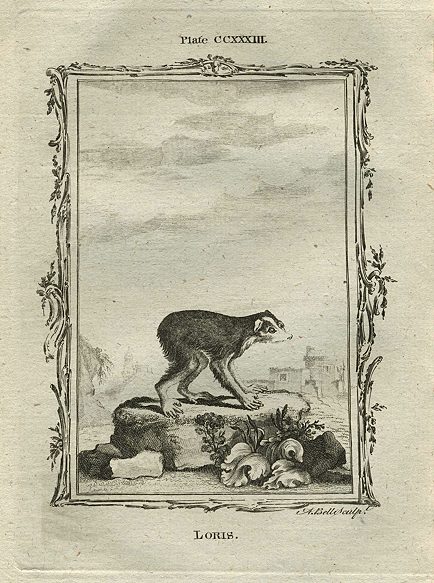 Loris, after Buffon, 1785